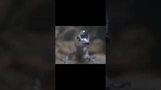 Anolis aquaticus  water anole  shorts explore anole wildlife explore youtubeshorts [upl. by Hplodnar]