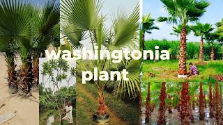 आज आपको दिखाते हैंwashingtonia plant champa plant pilkhan plant tota plant gardenplants 🌴🌴 [upl. by Mei]