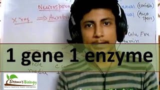 One gene one enzyme hypothesis [upl. by Aitnic428]