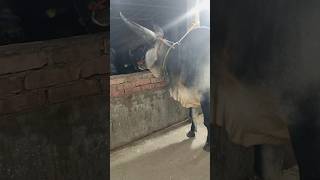 Yaariyan Cattle Farm 2024 Golbari kolkatacow2024 golbari cow kankrejcow [upl. by Aliahs]