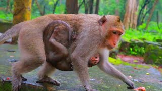 Aw so cute amp hungry baby monkeys crying and begging for fruits lovely hungry baby animals videos [upl. by Anirda]