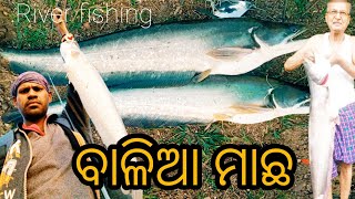 Wallago attu catfish catching  Big Patan fish catching  Village river fishing [upl. by Laubin910]