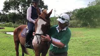 How To Fit A Cavesson Nose Band And Flash  One Minute With Cathy [upl. by Malchy]