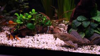 89Polowanie na Pleco  Glonojad vs Glon [upl. by Ackley]