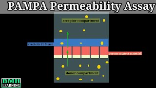 PAMPA Permeability Assay  Permeability Measurement In Caco 2 Cells [upl. by Ztirf]