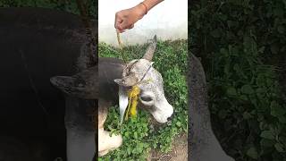 Nandi Mahraj Ko Kisi Na Rassi Band Kar chhod Diya gauseva cow nandimahraj gausewak youtube [upl. by Esaj]