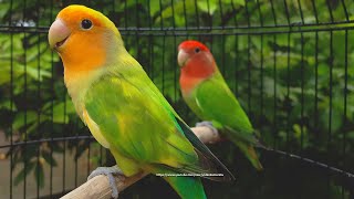 RosyFaced Lovebird Chirping Sounds  OrangeFaced Green Pied amp RedHeaded Green Opaline [upl. by Pasahow883]