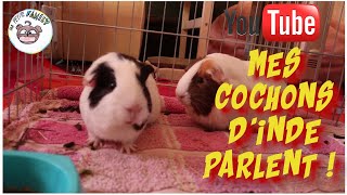 Vidéo de cochons dinde drôle mes cochons dinde parlent un moment rigolo avec mes petits amis [upl. by Ahsinut]