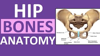 Pelvis Hip Bones Anatomy Os Coxae Pelvic Girdle  Ilium Ischium Pubis [upl. by Nalro]