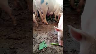 piggery piglets pig [upl. by Octavia]