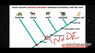 how to read and construct a cladogram in urdu [upl. by Oiziruam]