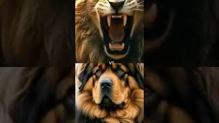 Pitbull vs Rottweiler vs Tibetan Mastiff vs LionYouTubeshorts [upl. by Kaehpos594]