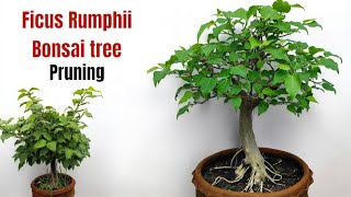 Easy Bonsai Pruning 🌲🙏✌️ [upl. by Ahsrop]