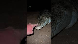 Yoink guy vs Australia snakeaustraliaanimalsviralwildlifecrocodilecrazypythonspidernight￼ [upl. by Eul620]