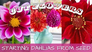 2024 Seed Starting  Dahlias From Seed 🌸  How To Grow Dahlias From Seed [upl. by Alisha991]