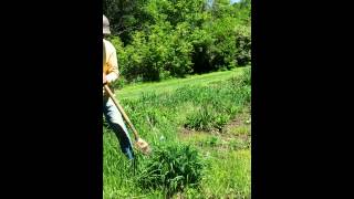 HOW TO PROPERLY DIG UP DAYLILIES [upl. by Mayap]