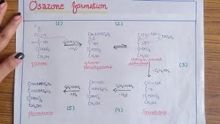 Osazone formation mechanism BSc 3rd year [upl. by Kirt]