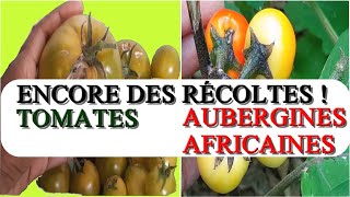 À PARIS RARES AUBERGINES AFRICAINES AU CAMEROUN🇨🇲  MISANGAR TOMATES SANS MILDIOU AU POTAGER vlog [upl. by O'Donovan577]