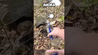 Cometió un GRAN ERROR dándole AGUA a esta TORTUGA 🤯💔 [upl. by Ardnohs811]