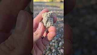 What Do You Think This Fossil Is syringopora favosites fossils riverrocks [upl. by Aoniak]