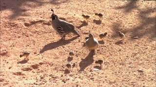 🐣 9 Gambels Quail Hatchling Chicks  Gambels Quail Family  Saguaro National Park [upl. by Sibelle802]