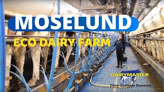 Torben Brødbæk  Moselund  Dairymaster  Cow Farm  Denmark [upl. by Ardnohsed]