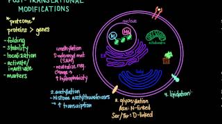 Post Translational Modifications [upl. by Dripps]