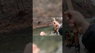 HUGE FISH in a TINY CREEK shorts fishing [upl. by Anavahs]