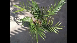 HOW to grow  plant amp care for DYPSIS LUTESCENS plant  Areca palm tree [upl. by Terzas]