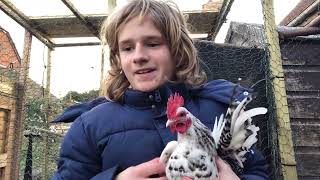 Caring for serama chickens 🐓 [upl. by Trelu]