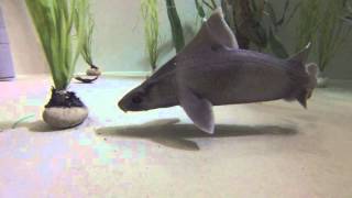 Angular roughshark Oxynotus centrina preying on a ray egg in aquarium [upl. by Amor]