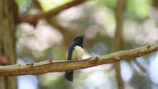 Blueandwhite flycatcher Song オオルリの囀り [upl. by Hinkel]