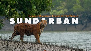 MYSTERIOUS SUNDARBAN  Complete Tour Guide  Largest Mangrove Forest In The World  West Bengal [upl. by Natividad880]