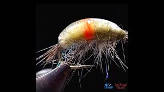 Heavy weight infected Gammarus fly pattern  Show case fly tying short flytying flyfishing [upl. by Siri]