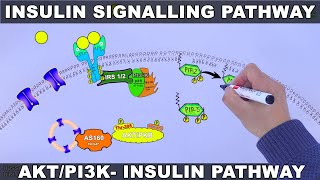 Insulin Signalling Pathway  AKTPI3k Signalling Pathway [upl. by Eckel]