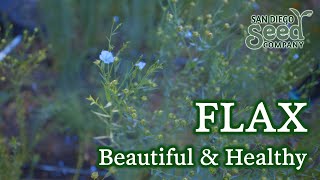 What is FLAX good for Heres how to plant grow amp harvest this powerful flower [upl. by Pardew]