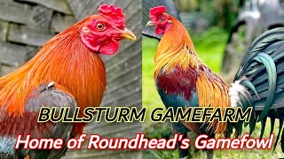 Beautiful Roundhead Gamefowl  Bullsturm Gamefarm [upl. by Nahsez]