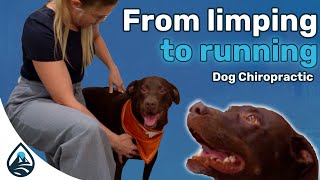 Dog Limping Natural Treatment  Lifespring Chiropractic Austin TX [upl. by Inahs520]