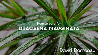 Dracaena marginata [upl. by Ahsoj]