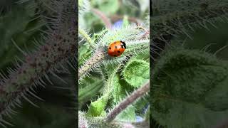 Ladybird 🐞 on Borage [upl. by Annehsat]