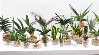 How to Grow and Care 30 Varieties of Sansevierias  Snake Plant in Water [upl. by Bryant263]