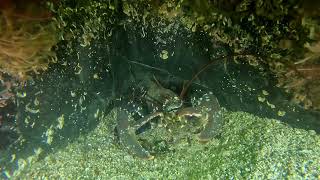 Diving Conservation Bay Loch Carron [upl. by Idalia]