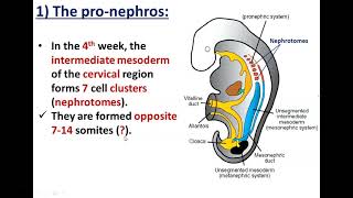 Development of Kidneys1Pronephros and Mesonephros  Dr Ahmed Farid [upl. by Anitsej616]