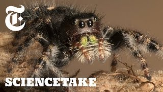 How to Give a Spider an Eye Test  ScienceTake [upl. by Ahsenal]