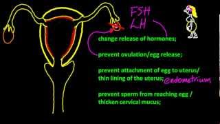 B63 Describe the mode of action of oral contraceptives IB Chemistry SL [upl. by Naghem]