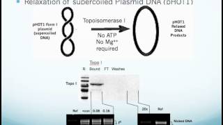 Human Topoisomerase I Assay Kit Application and Use [upl. by Noffihc]