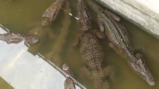 Alligator  Crocodile  Crocodile In Farm [upl. by Ybbed]