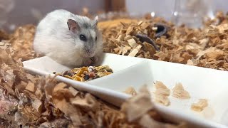 【ハムスター】小さな手を器用に使うジャンガリアンハムスター【4K】Djungarian hamster uses its small hands dexterously [upl. by Eirahs]