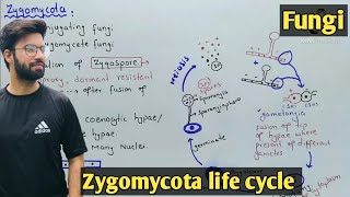 Zygomycota life cycle  Characteristics  Class 11 Biology [upl. by Maffa]