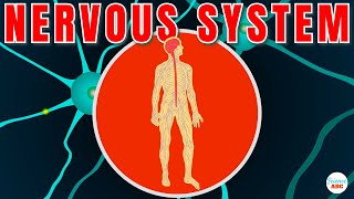 Nervous System Explained In Simple Words [upl. by Ehsiom]